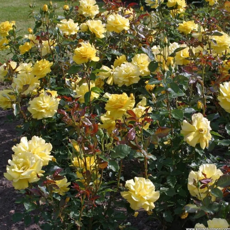 Rosa - rosier grimpante - rosa 'climbing friesia'