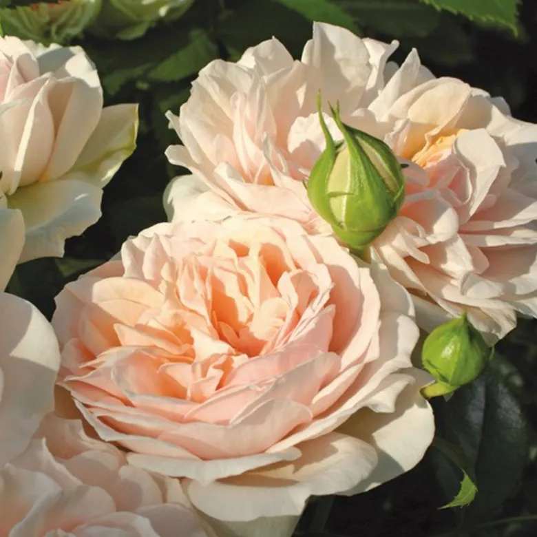 Rosa - rosier kordes - rosa 'garden of roses'®