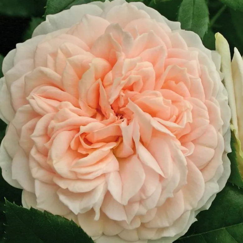 Rosa - rosier kordes - rosa 'garden of roses'®