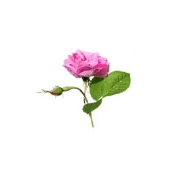 Rose de damas - hydrolat bio - 200ml