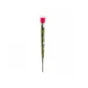 Rose en tige stabilisée coloris fuschia