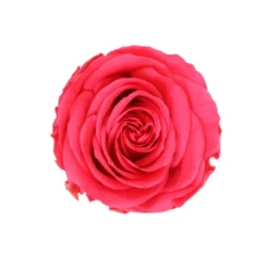 Rose en tige stabilisée coloris fuschia
