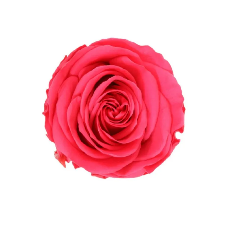 Rose en tige stabilisée coloris fuschia