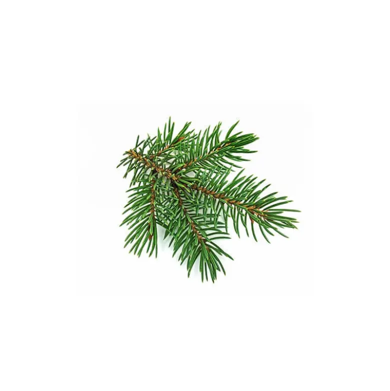 Sapin blanc macérat bourgeons bio 15ml 15