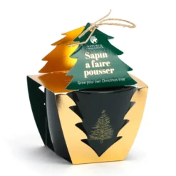Sapin à faire pousser