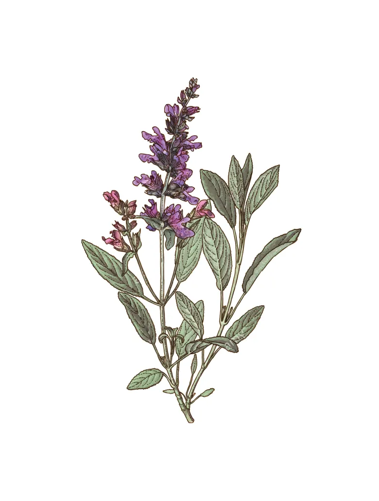 Sauge bio feuille 25g