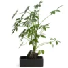 Schefflera Lova plante d'intérieur sur pierre de lave 45 cm