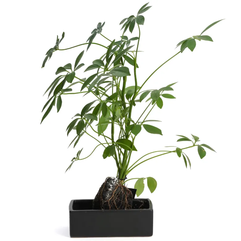 Schefflera Lova plante d'intérieur sur pierre de lave 45 cm