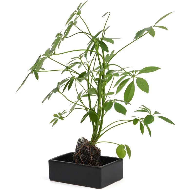Schefflera Lova plante d'intérieur sur pierre de lave 45 cm