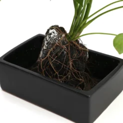 Schefflera Lova plante d'intérieur sur pierre de lave 45 cm