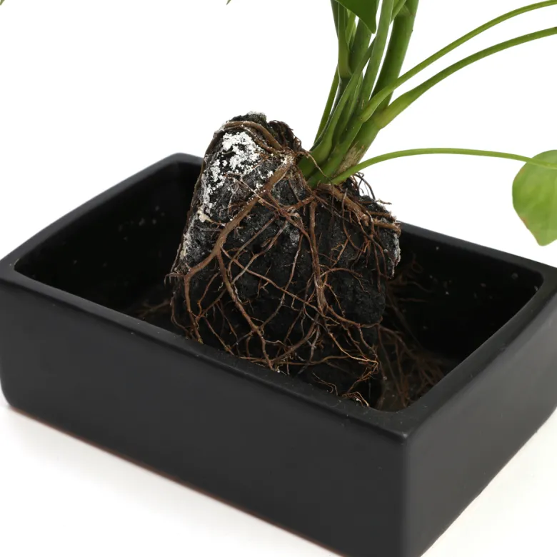 Schefflera Lova plante d'intérieur sur pierre de lave 45 cm
