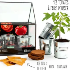 Serre châssis zinc noir - tomates
