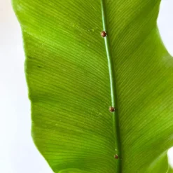 Super neem oil