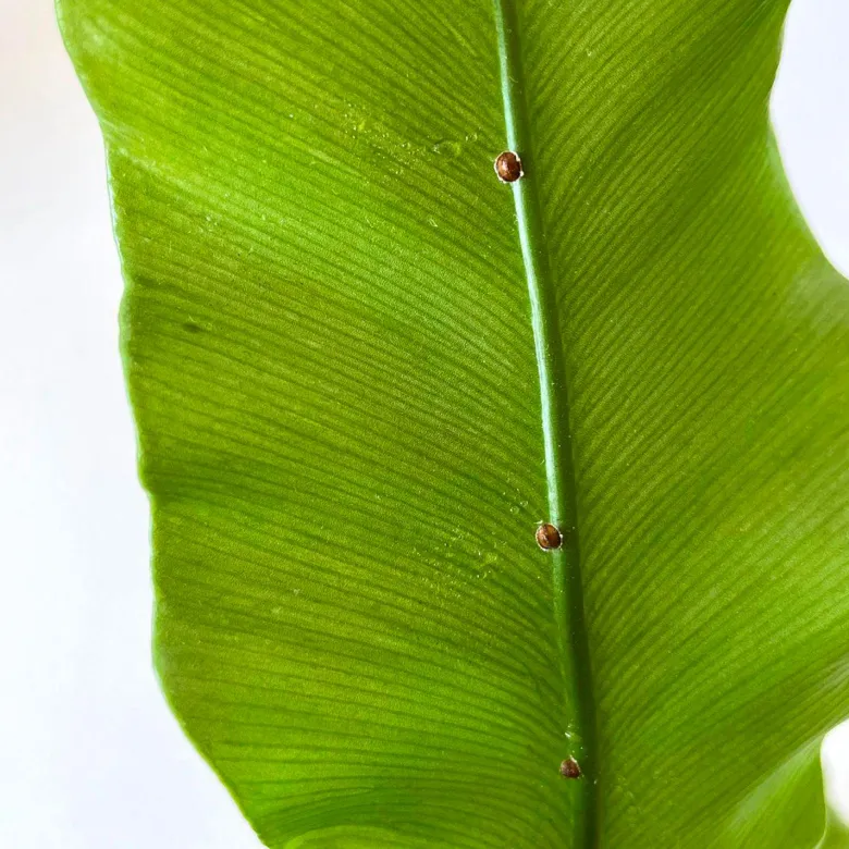 Super neem oil