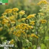 Tanaisie commune - graines bio