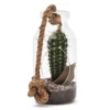 Terrarium cactus