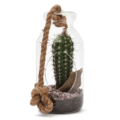 Terrarium cactus