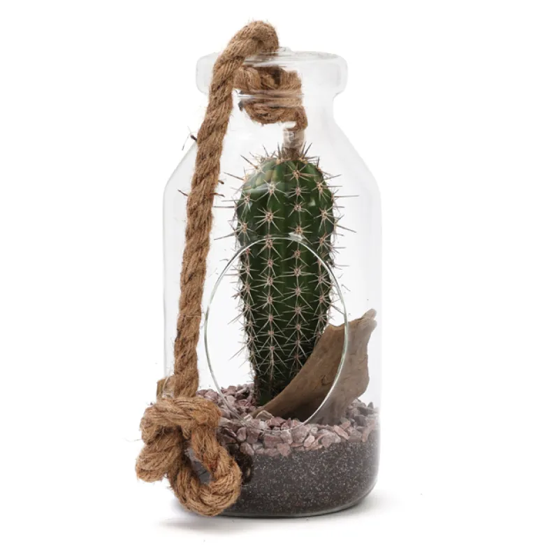 Terrarium cactus