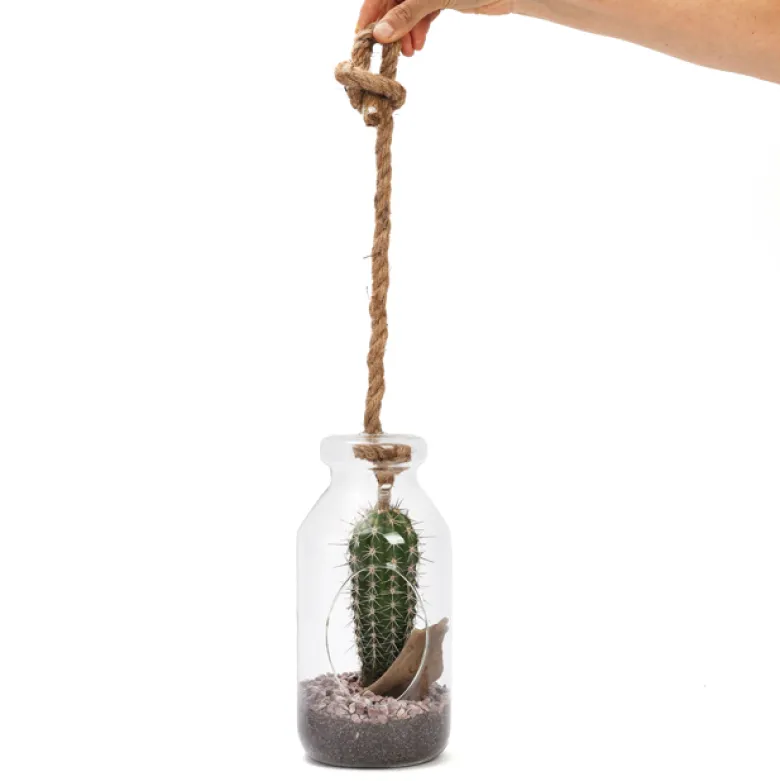 Terrarium cactus