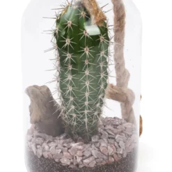 Terrarium cactus