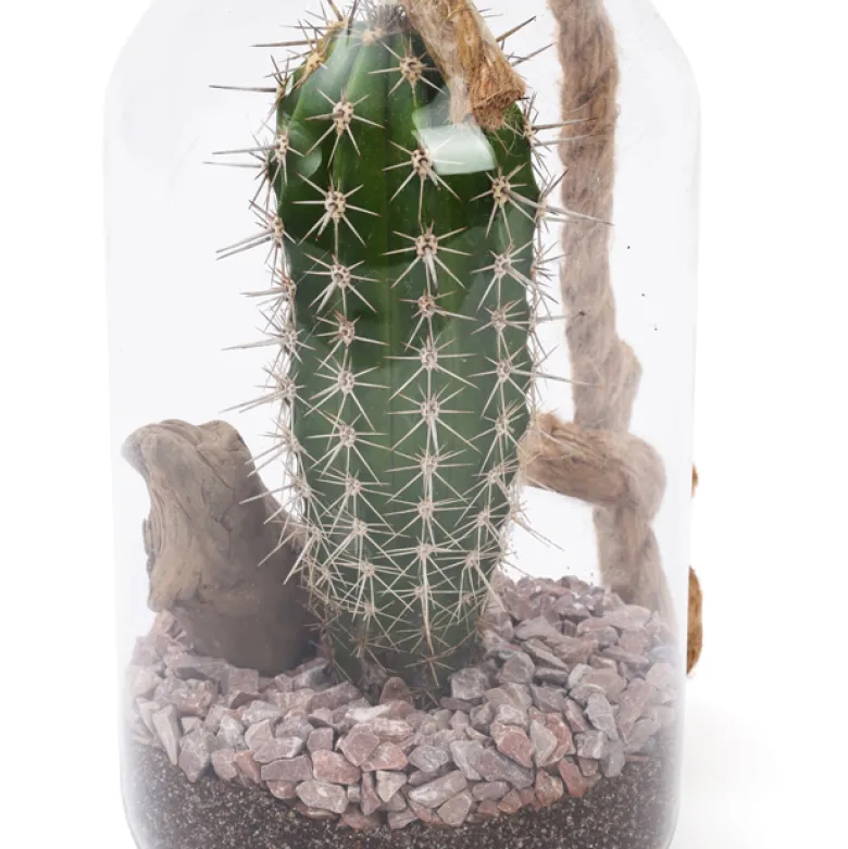 Terrarium cactus