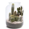 Terrarium composition de cactus vase en verre