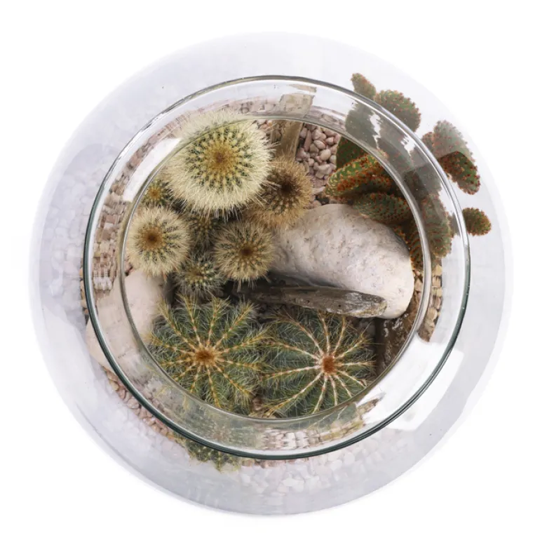 Terrarium composition de cactus vase en verre