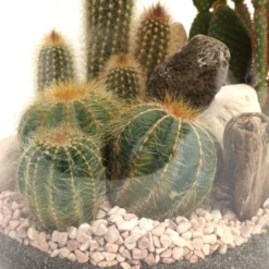 Terrarium composition de cactus vase en verre