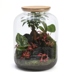 Terrarium composition végétale verre et bouchon de liège