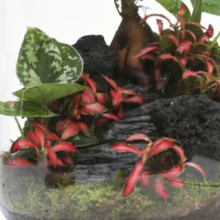 Terrarium composition végétale verre et bouchon de liège