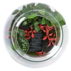 Terrarium composition végétale verre et bouchon de liège