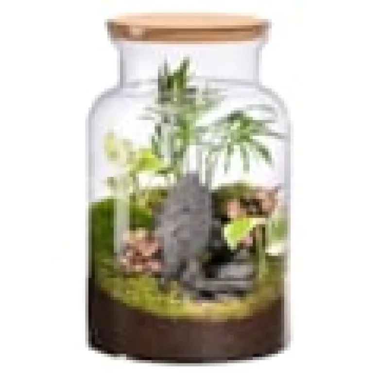 Terrarium en verre escalier jungle fittonia