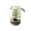 Terrarium à faire soi même - fougères et