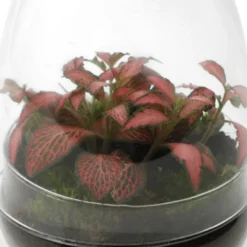 Terrarium œuf fittonia verre