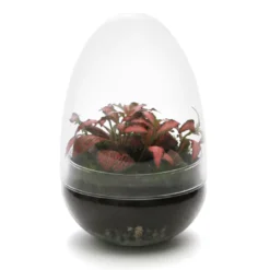 Terrarium œuf fittonia verre