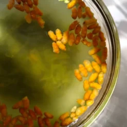 Thé genmaicha 90 g