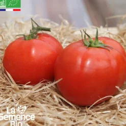 Tomate merveille des marchés bio