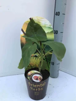 Tomates en arbre ou tamarillo 3 l 20-40 cm