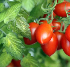 Tomates en arbre ou tamarillo 3 l 20-40 cm