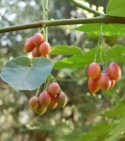 Tomates en arbre ou tamarillo 3 l 20-40 cm