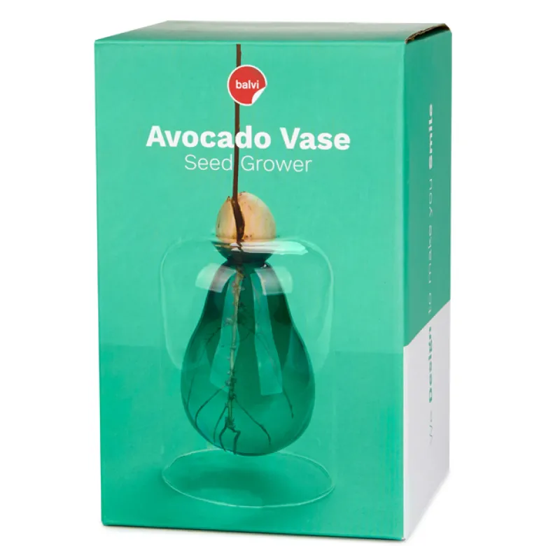 Vase de germination avocat