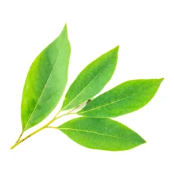 Verveine exotique (litsea cubeba) - huile essentielle bio - 30ml garantie chroma