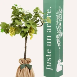 Vigne chasselas doré à planter