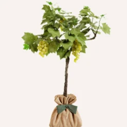 Vigne chasselas doré à planter