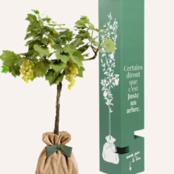 Vigne chasselas doré à planter