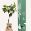 Vigne muscat de hambourg à planter