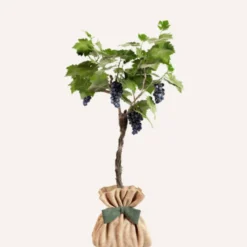 Vigne muscat de hambourg à planter