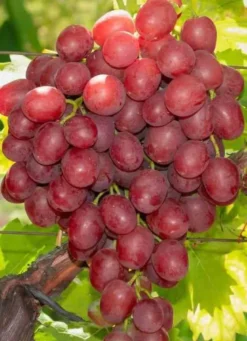 Vigne à raisin rouge sans pépins 2 l 50-70 cm