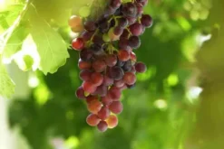 Vigne à raisin rouge sans pépins 2 l 50-70 cm