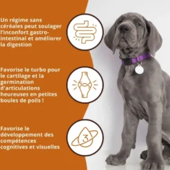 Wildfang® croquettes junior au saumon pour chiots - sans céréales - 6 kg